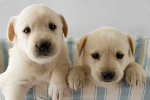 can puppies meet vaccinated dogs